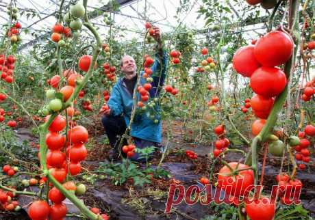 Помидоры: подкормка для роста