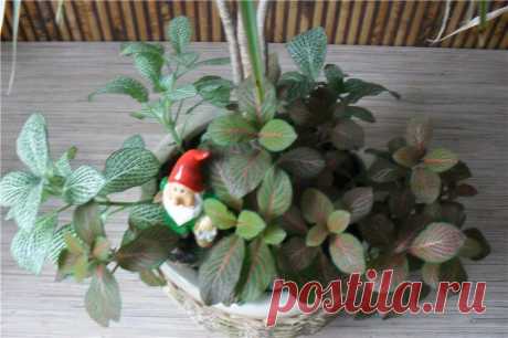Микс в одном горшке - Все о комнатных растениях на flowersweb.info