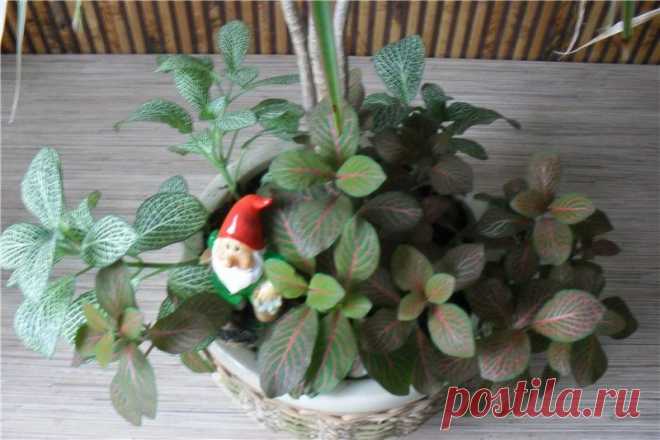 Микс в одном горшке - Все о комнатных растениях на flowersweb.info