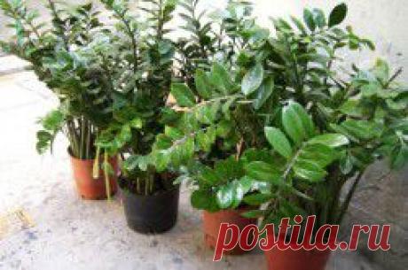 Замиокулькас, уход в домашних условиях