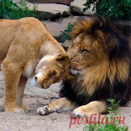 Animals - Google+
