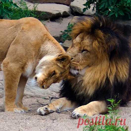 Animals - Google+
