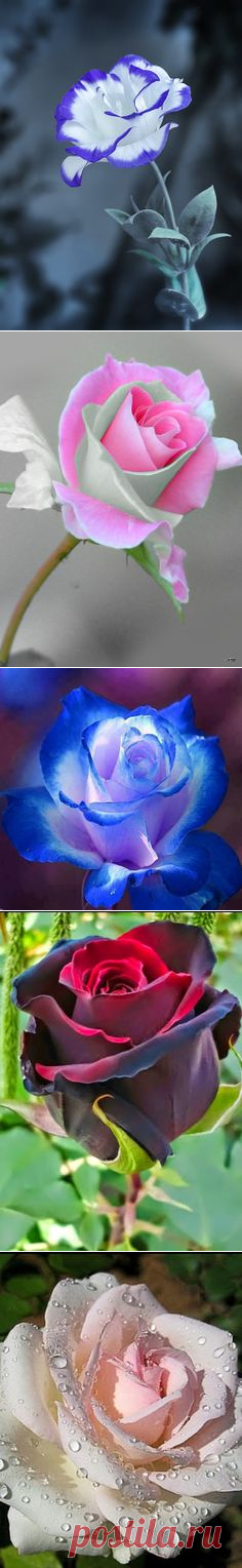 (6) сад роз картинная галерея - уникальная http://peperonity.com/go/sites/mview/road2downloads/25722804 | садоводство | в пинтерест