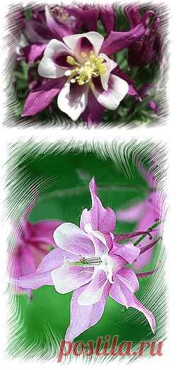 Аквилегия выращивание из семян