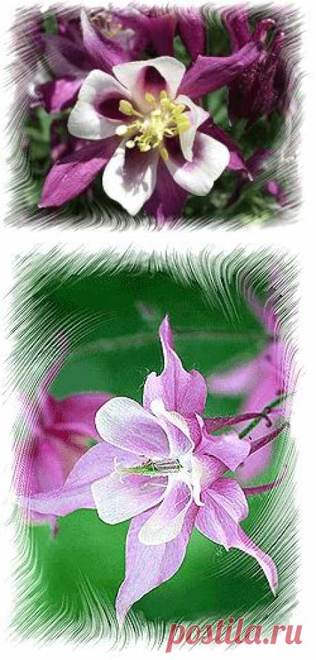 Аквилегия выращивание из семян