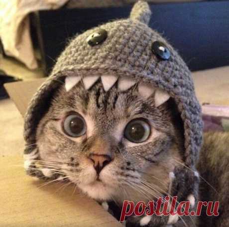 Новая супер звезда Инстаграма кошка Нала;)) — Фотоискусство