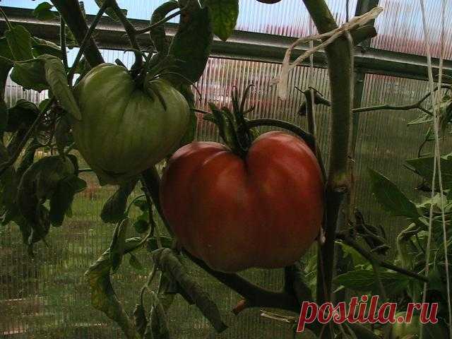 томат севрюга фото отзывы - 394 картинки. Поиск Mail.Ru