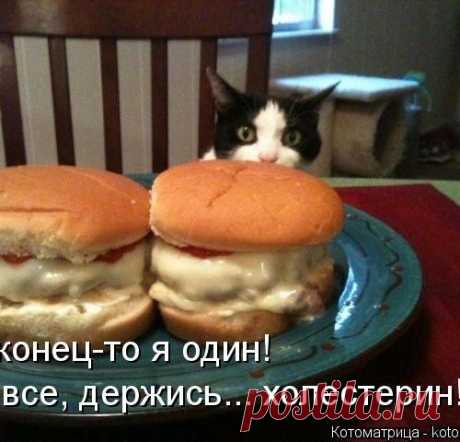 Выбор есть (котоматрица)