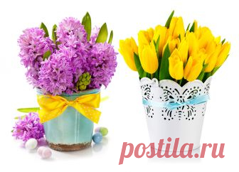 Holidays_Easter_Tulips_Hyacinths_White_background_519456_1280x921.jpg (1280×921)