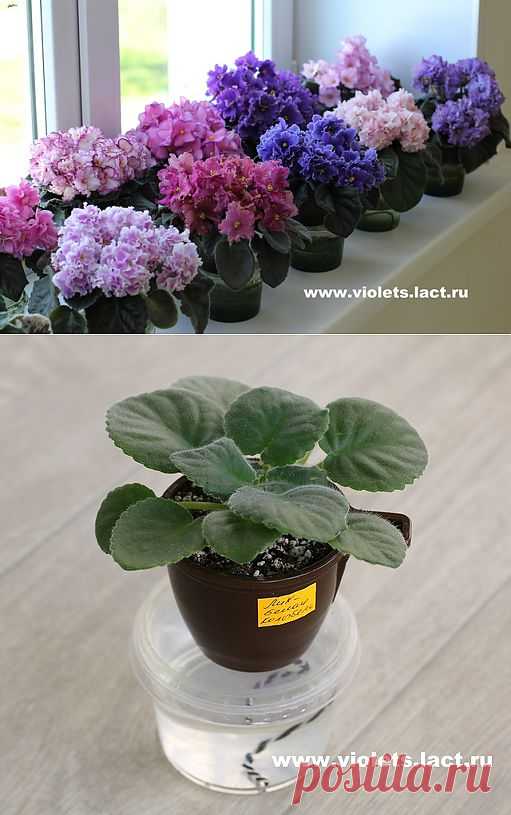 Что такое фитильный полив. Комфорт для фиалок.