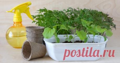 Выращиваем рассаду правильно – об этом должен знать каждый огородник Наши квартиры – не самое подходящее место для выращивания рассады. Растениям не хватает солнца, длины светового дня, места на подоконнике. Однако все это можно исправить.