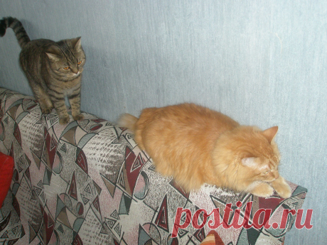 Никакого покоя