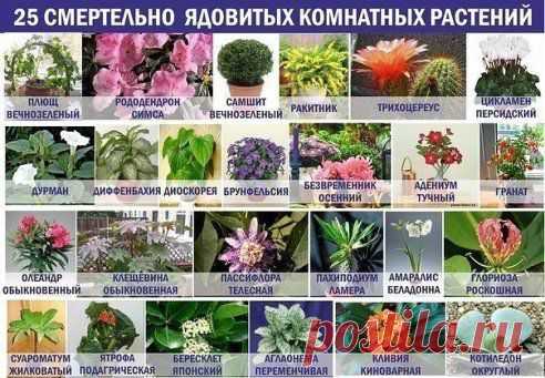 Ядовитые комнатные растения