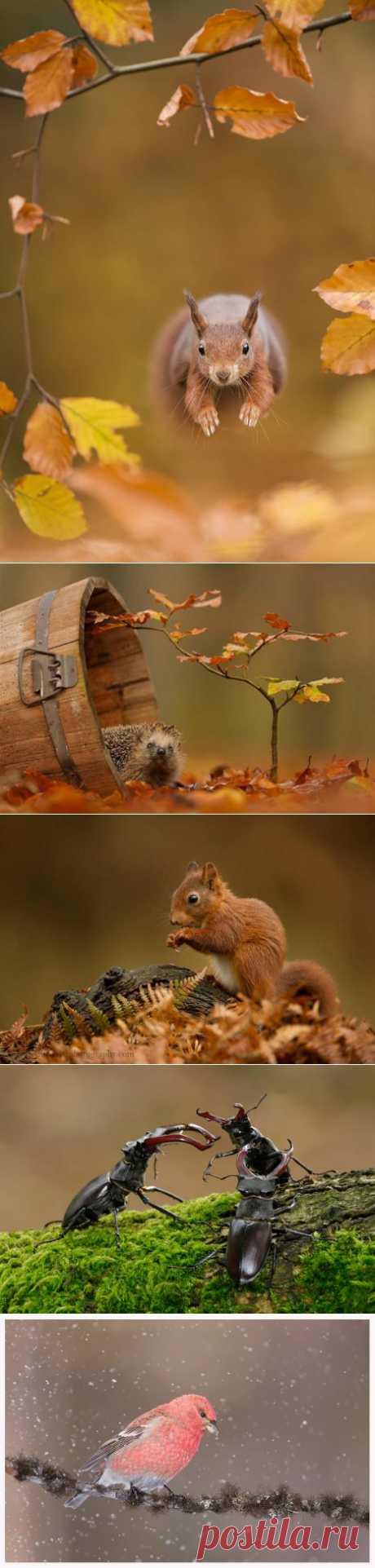 Фотографии животных. Фотограф Edwin Kats.