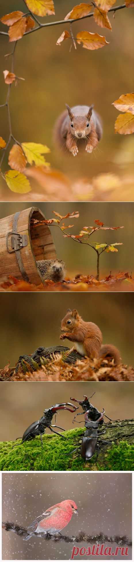 Фотографии животных. Фотограф Edwin Kats.