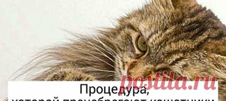 20+ вещей, о которых должен знать каждый, у кого в доме живет питомец: