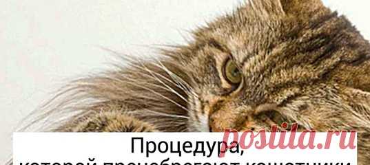 20+ вещей, о которых должен знать каждый, у кого в доме живет питомец: