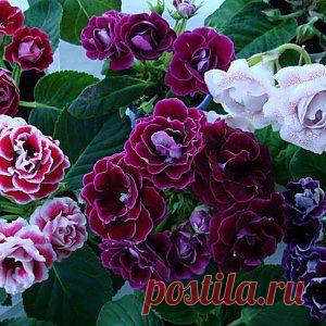 Семена смеси махровых глоксиний