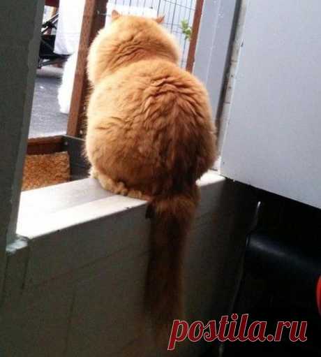 Котизм