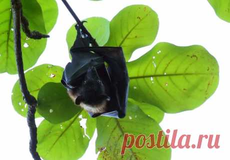 Фотография Летучая лисица из раздела фотоохота №5393134 - фото.сайт - Photosight.ru