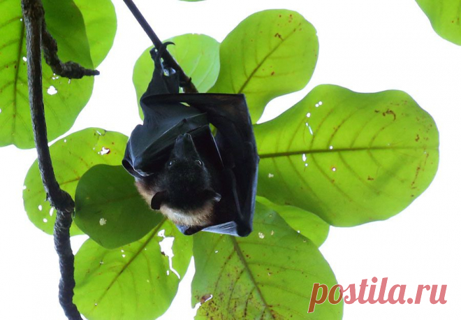 Фотография Летучая лисица из раздела фотоохота №5393134 - фото.сайт - Photosight.ru