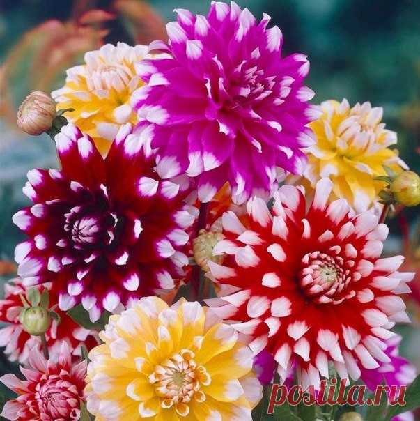 Одноклассники
