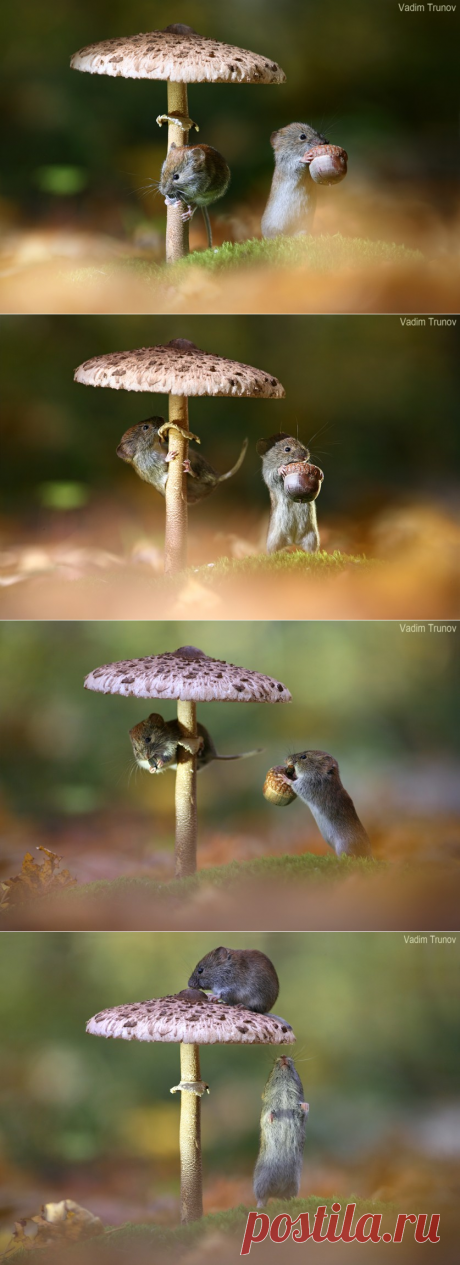 «Под зонтиком»&amp;#8230; Мышиная фотосессия от Вадима Трунова &amp;#8212; Фотоискусство