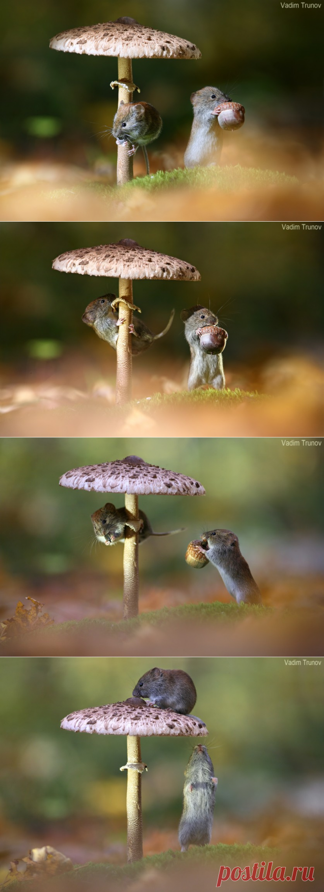 «Под зонтиком»&#8230; Мышиная фотосессия от Вадима Трунова &#8212; Фотоискусство