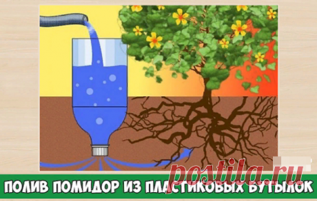 Полив помидор из пластиковых бутылок