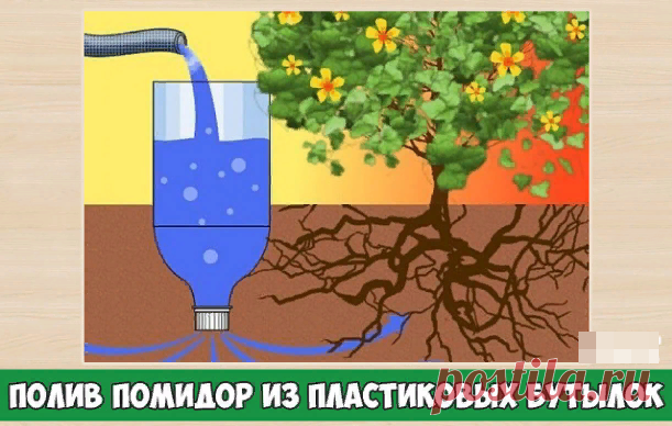 Полив помидор из пластиковых бутылок