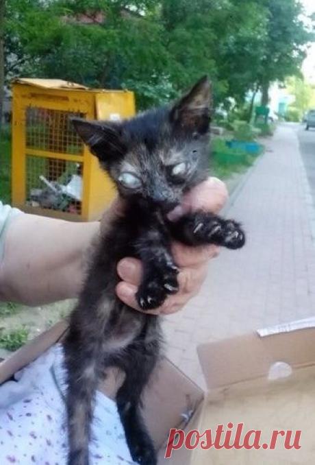 Пуговка. Путь из гадкого утенка в прекрасного лебедя!