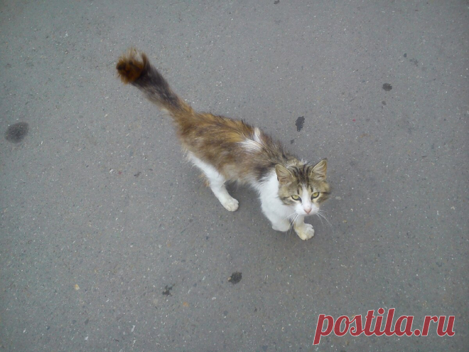 БРОДЯЧАЯ КОШКА СПАСЛА НАШ ДОМ ОТ МЫШЕЙ

Недавно в нашем дворе появилась кошка. Осенью так бывает, когда злые люди, приручив кошечку за лето на даче, уезжают в город, а кошек оставляют на пустой, замерзающей даче или выбрасывают в каком-нибудь дворе.
Вот и у нас с первыми заморозками появилась брошенная кем-то кошка. Поселилась она в подвале, и некоторые жильцы стали её подкармливать. А некоторые сказали, что не потерпят в своём подъезде «это тощее и блохастое существо»...