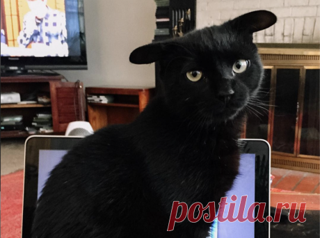 Грустный кот с необычными ушами очаровал пользователей Сети. Ридус