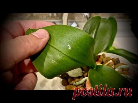 ОРХИДЕИ СОКОСОСУЩИМИ насекомыми заразились, подробные действия и обработка орхидей 01.06.2020