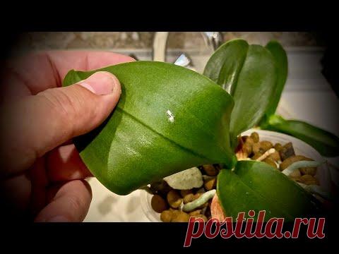 ОРХИДЕИ СОКОСОСУЩИМИ насекомыми заразились, подробные действия и обработка орхидей 01.06.2020