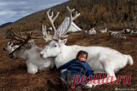 Фоторепортаж: как живется кочевникам-оленеводам — Фотошедевры