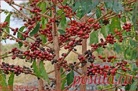 Растворимый кофе натуральный