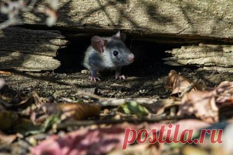 Крысы-наркоманы затерроризировали полицейских в крупном городе. В США полчища крыс повадились проникать в хранилище улик полицейского управление Нового Орлеана, штат Луизиана, и есть наркотики. Глава полиции Энн Киркпатрик заявила на заседании совета крупного города, что ветхое здание штаб-квартиры правоохранителей на улице Брод-стрит стало пристанищем для вредителей.