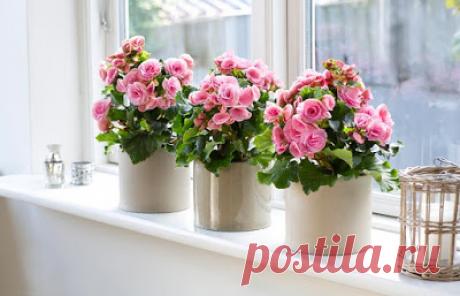 Какие цветы нужно держать дома