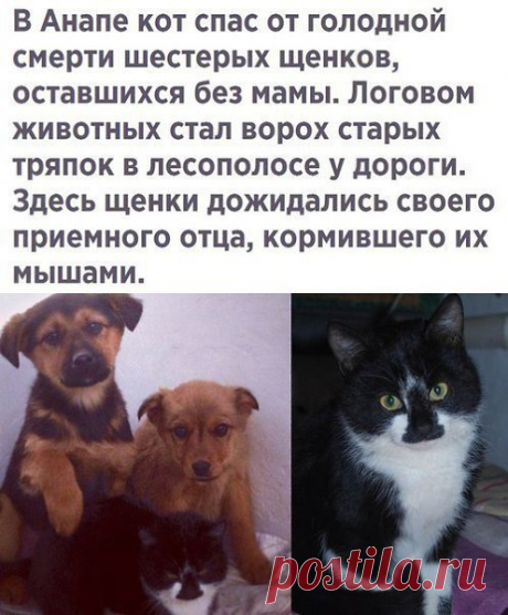 Кот спасатель