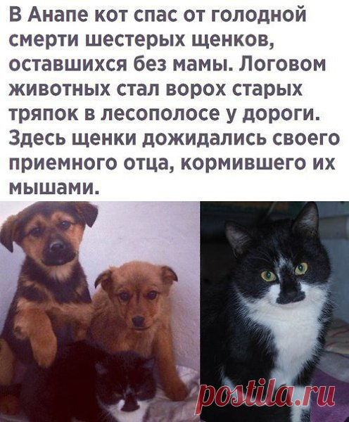 Кот спасатель
