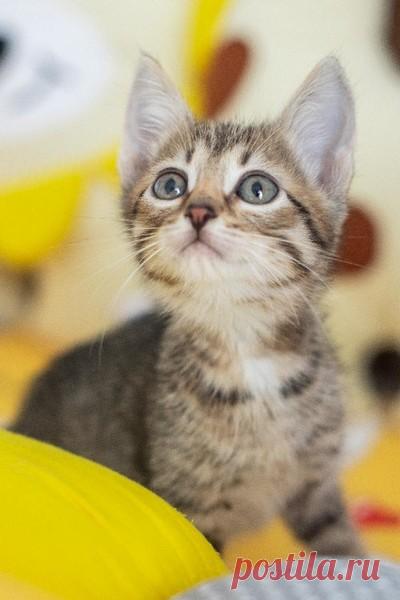 Котёнок Сократ в самые добрые руки! Москва и МО – Животные ищут дом, пользователь Юлия Бельская | Группы Мой Мир