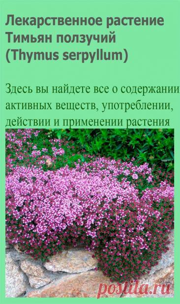 Лекарственное растение Тимьян ползучий (Thymus serpyllum). Сборный вид, чрезвычайно богатый формами. Многолетнее растение высотой от 5 до 30 см, Стебли полегающие до приподнимающихся, часто укореняющиеся, у основания иногда несколько одревесневающие. Накрест-супротивные плоские листья обратнояйцевидные до линейно-эллиптических; в отличие от культивируемого тимьяна обыкновенного с нижней стороны не имеют белого опушения.