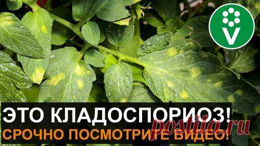 Кладоспориоз (бурая пятнистость) томатов – враг теплиц №1. Лечение и профилактика болезни | Procvetok | Дзен