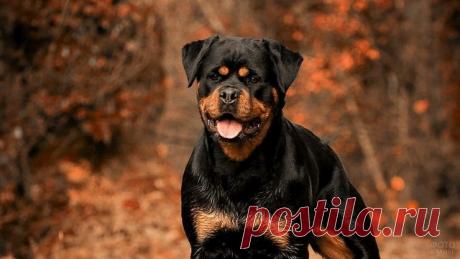 Ротвейлер (36 фото)