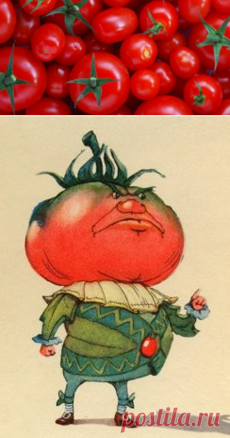 Томаты: польза и вред для организма человека, видео
Друзья, в этой статье для вас собрана основная информация об этом популярном и полезном растении. Как выбрать и как хранить. С точки зрения ботаники томат (помидор) – это не овощ, а ягода. Но народ считает его овощем. Слово «помидор» от итальянского pomo d’oro — «золотое яблоко». Место рождения – Южная Америка. Благодаря Христофору Колумбу, с XVI века он попал в европейские страны, а в XVIII веке докатился до России. Синьор Помидор имеет