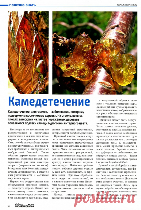 Камедетечение