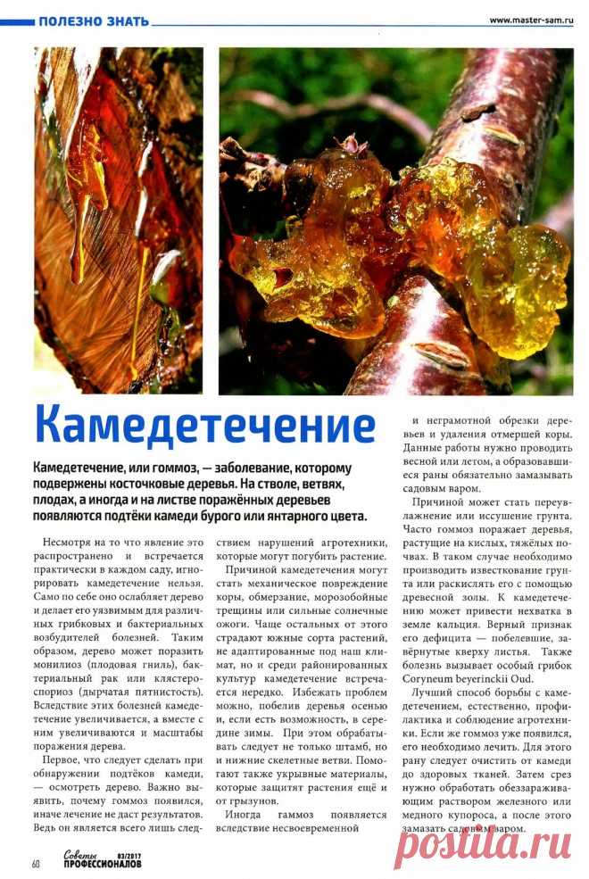 Камедетечение