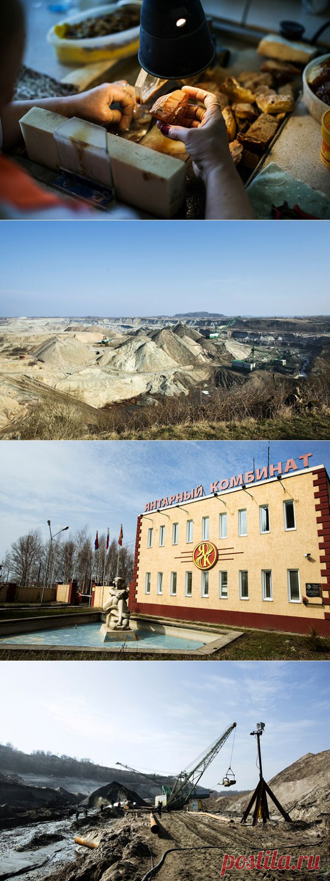 Откуда берется янтарь