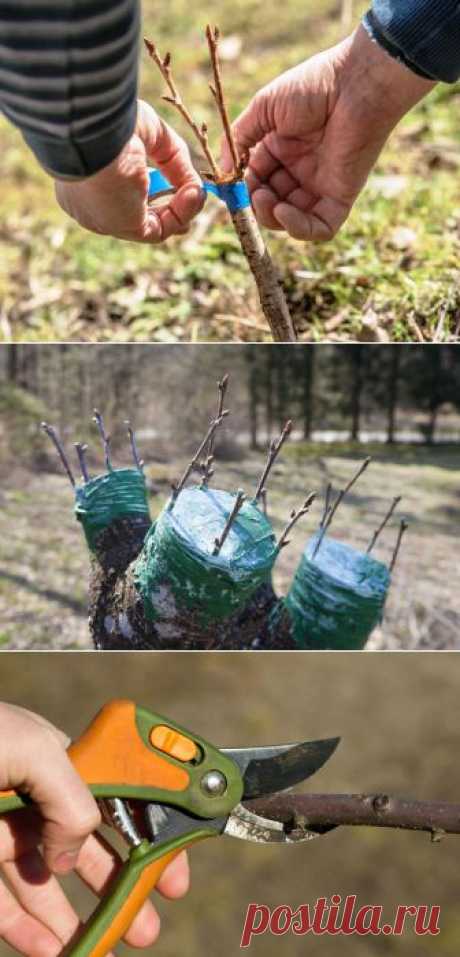 Что садоводу нужно знать о прививке | 6 соток